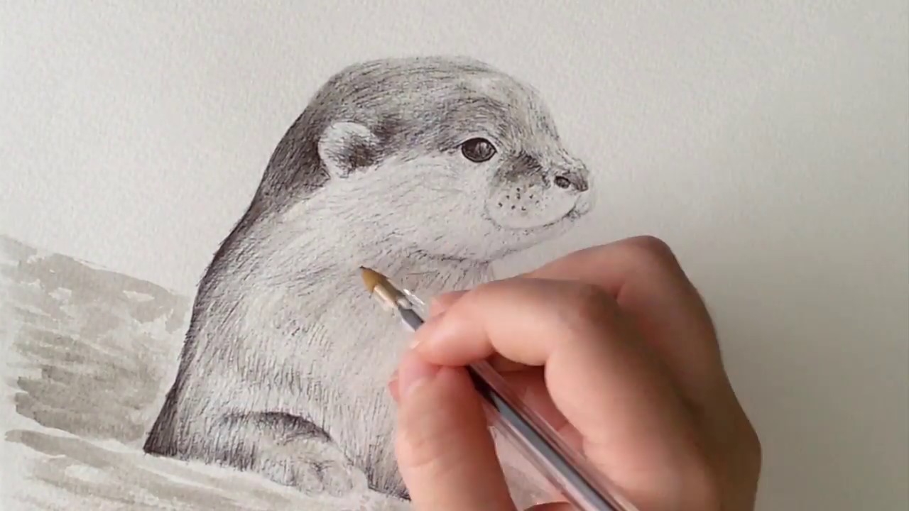 Drawing an Otter (Lontra)