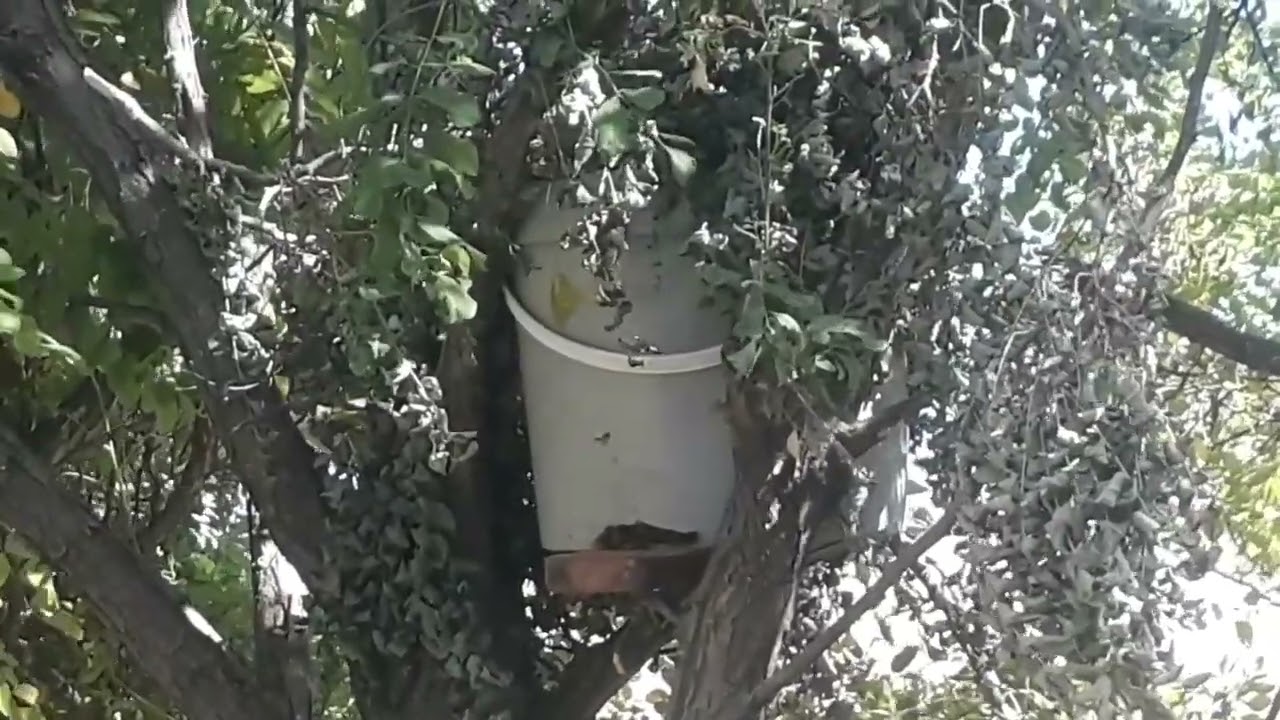 20 TEMMUZ'DA YAKALANAN  OĞUL ARI KIŞI ÇIKARIRMI?
