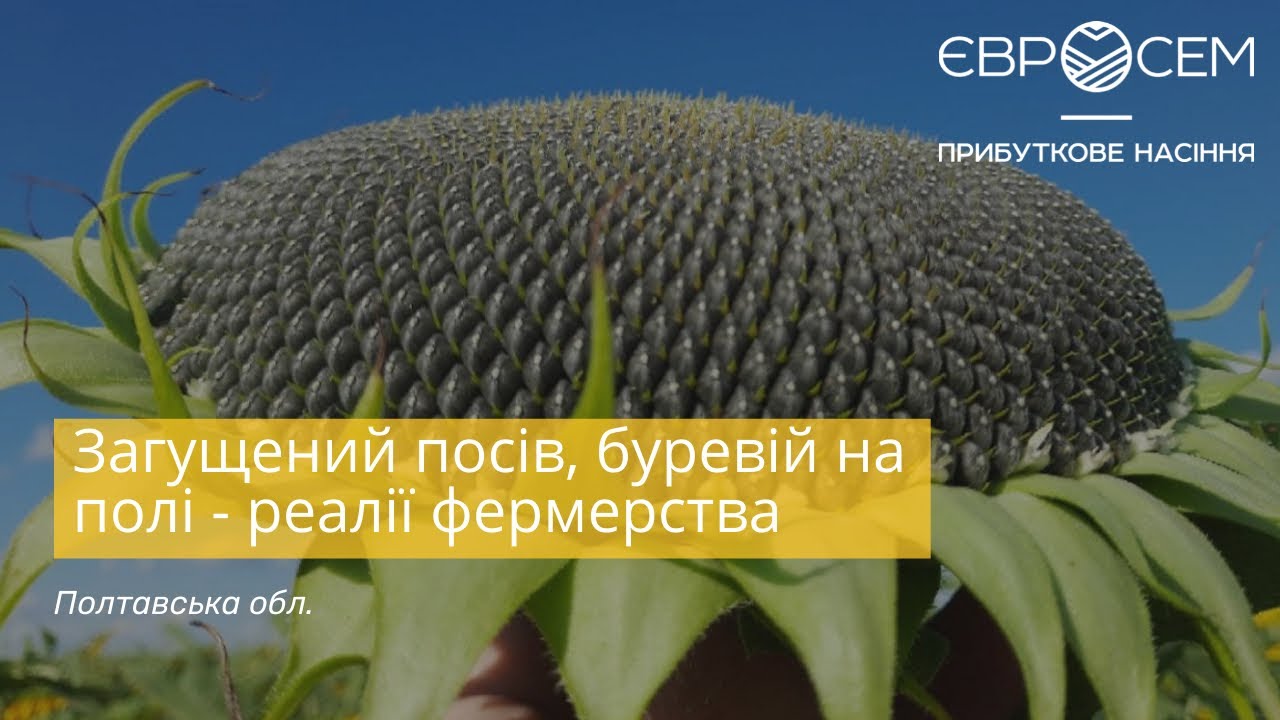 Загущений посів, буревій на полі фермерства | Густота посева подсолнечника, подсолнуха