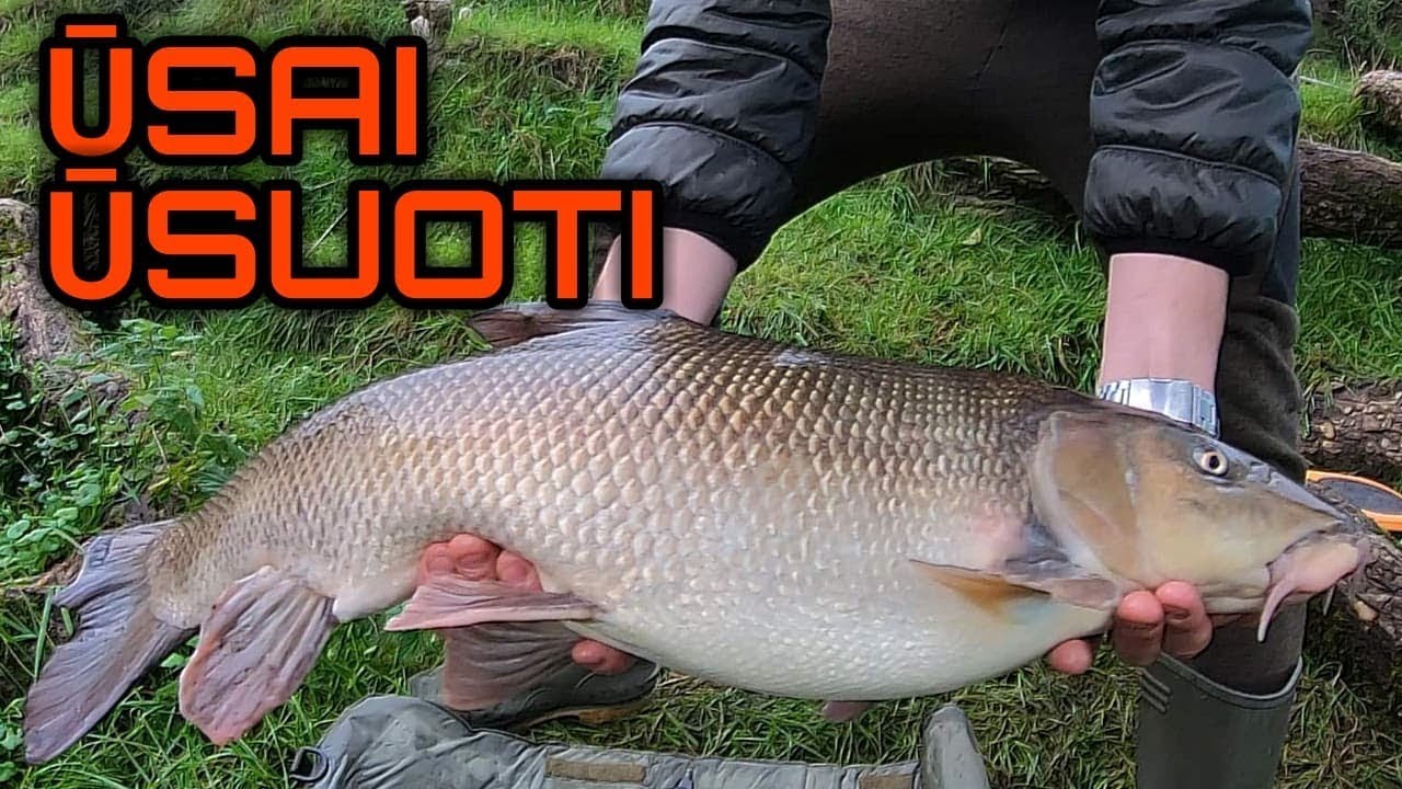 Ūsoriu žvejyba patvinusioje upėje