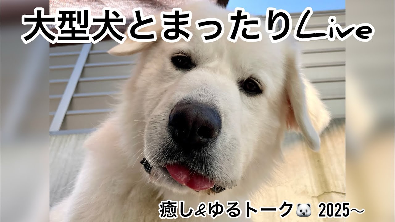 9️⃣2025.2.21 #ゆる雑談 #グレートピレニーズ #大型犬のいる生活 