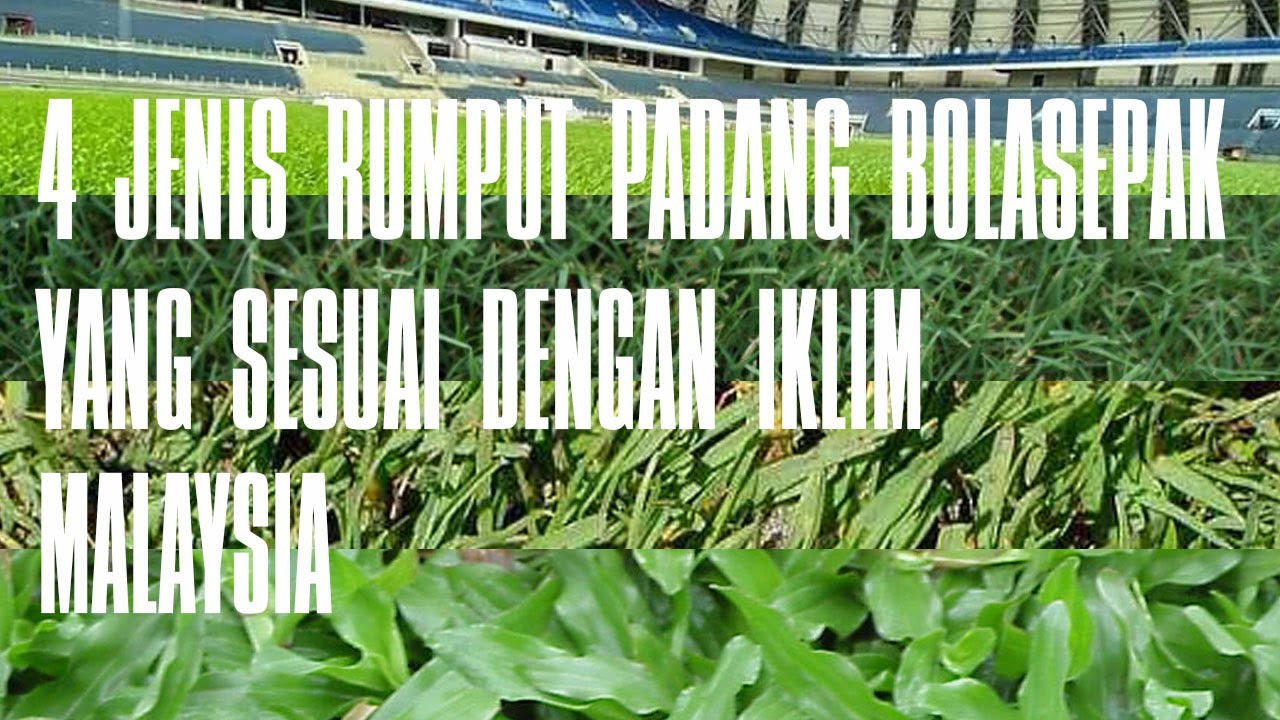 4 Jenis Rumput Padang Bola Sepak Yang Sesuai Dengan Iklim Malaysia