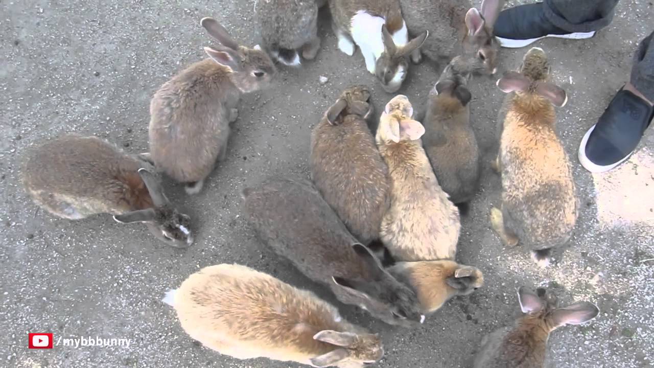 Feeding the Bunnies on Japan's Rabbit Island