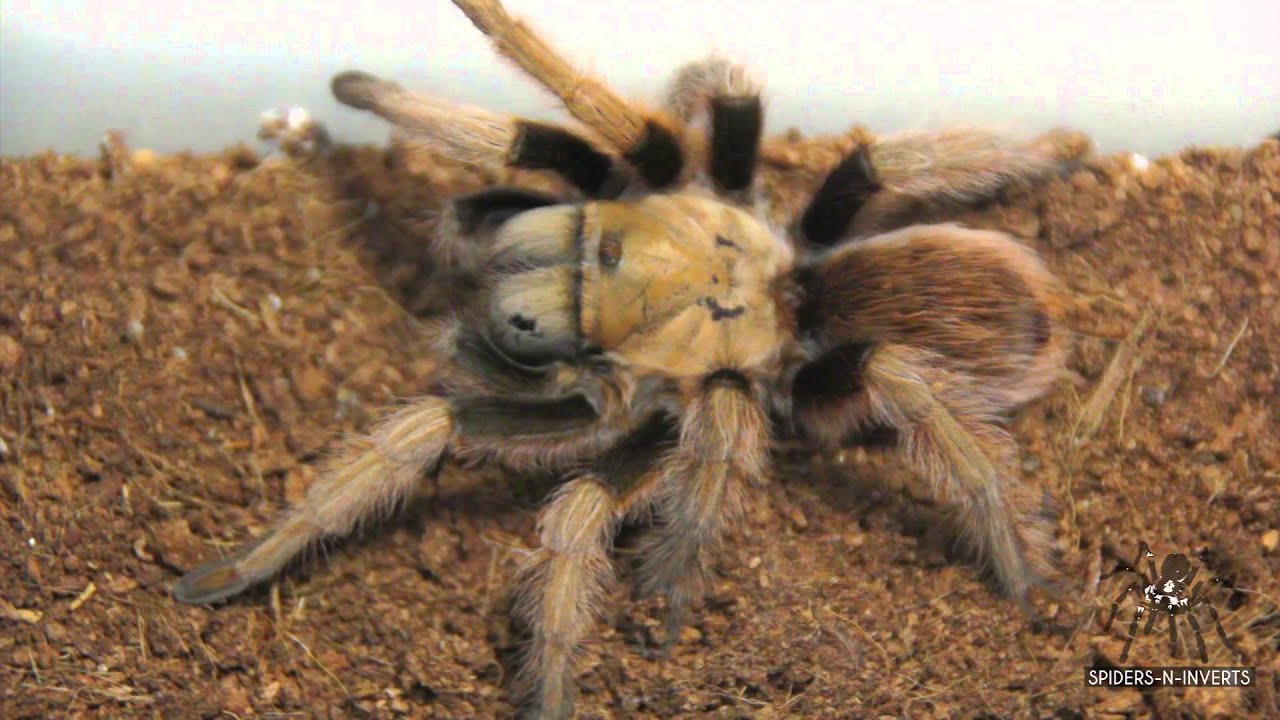 Tarantula Feeding: Aphonopelma chalcodes (Desert Blonde Tarantula): Spiders-N-Inverts #20