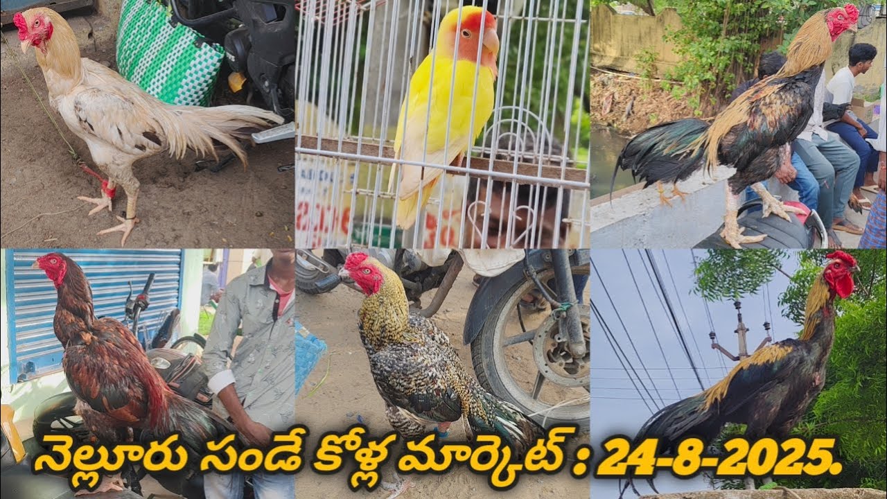 నెల్లూరు సండే కోళ్ల మార్కెట్ : 24-8-2025  #nelloresundaykollamarket #venkyberasatv #berasakollu