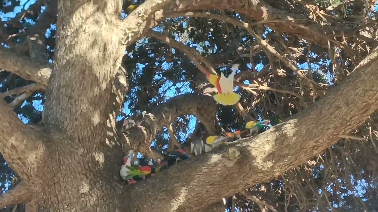 3°Prb.La Campeonato de Febrero la Galilea Pozo Estrecho Cartagena 🕊️ Borra  De Rubén Conesa 12-2-26