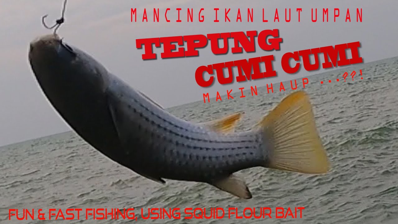 Makin Haup ?! Mancing Ikan Laut Umpan Tepung Cumi Cumi / Fun & Fast Fishing, Using Squid Flour Bait
