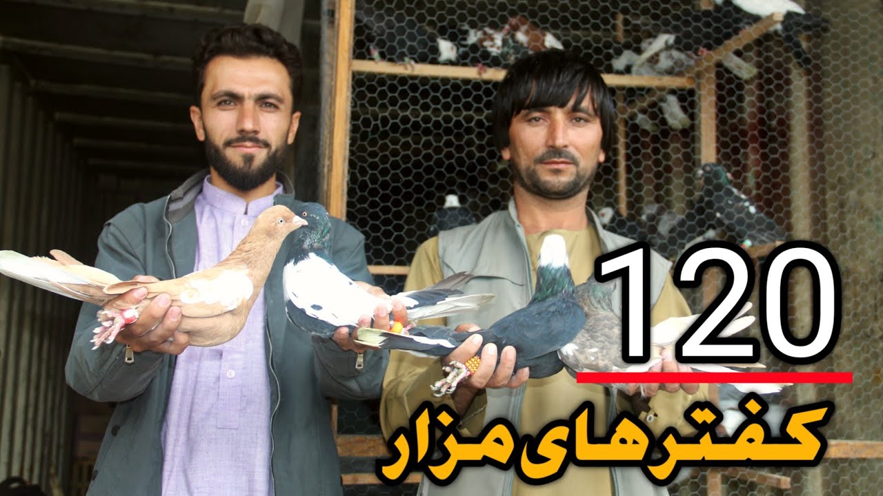 120 کفتر ستره مزار شریف | از نظر شما کفتر های مزار بهتر است یا از کابل نظر تانرا در کمنت بنویسید