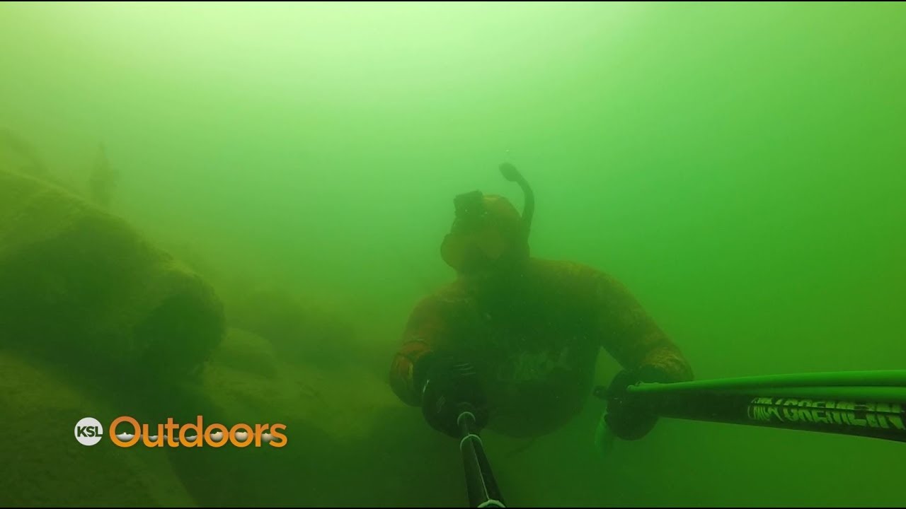 Spearfishing at Starvation and Snow Dogs on Strawberry