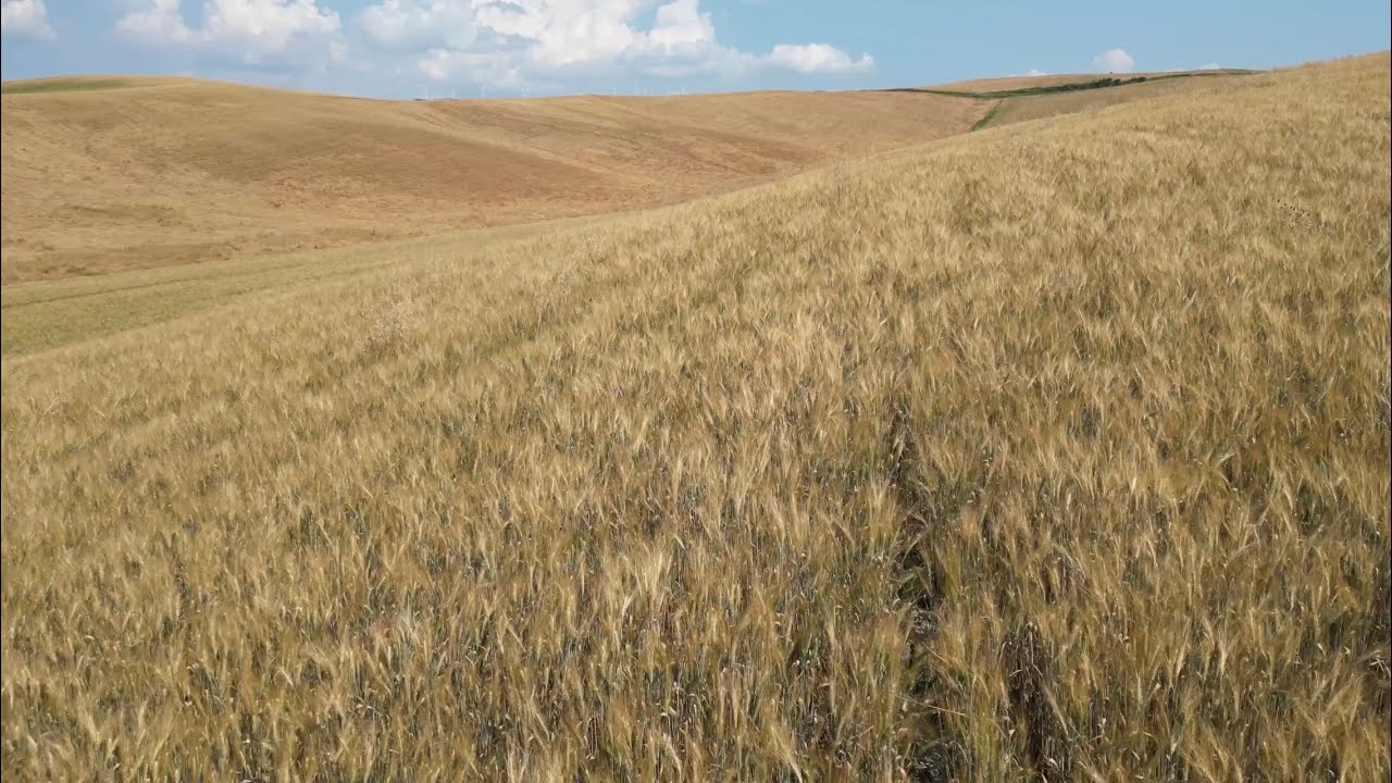 La Magia della Terra . Orciano Pisano.