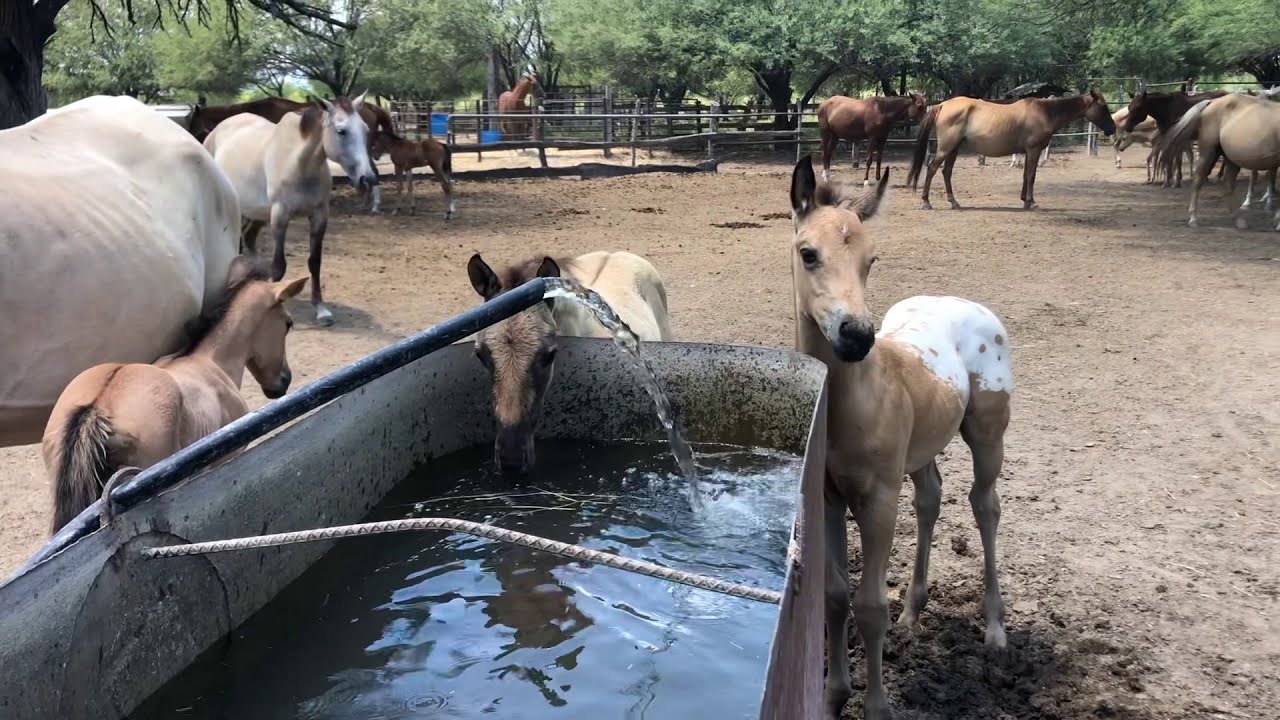 RANCHOLAROSA. POTRILLOS 2019 ABREVANDO#APPALOOSA#CUARTODEMILLA
