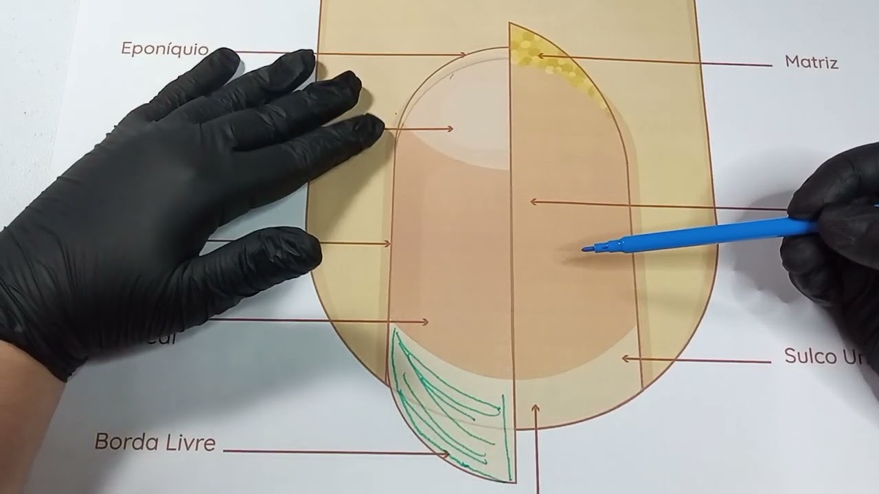 Manicure russa e anatomia das unhas