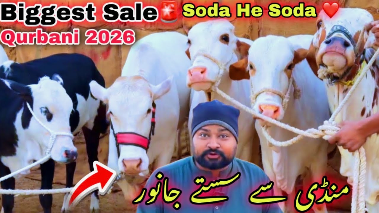Karachi Ki Qurbani 2026 Ki Sab Se Sasti Cow Mandi 😍 | Bachra Or Bachriya Offer Me ❤️ Cow Mandi 2026