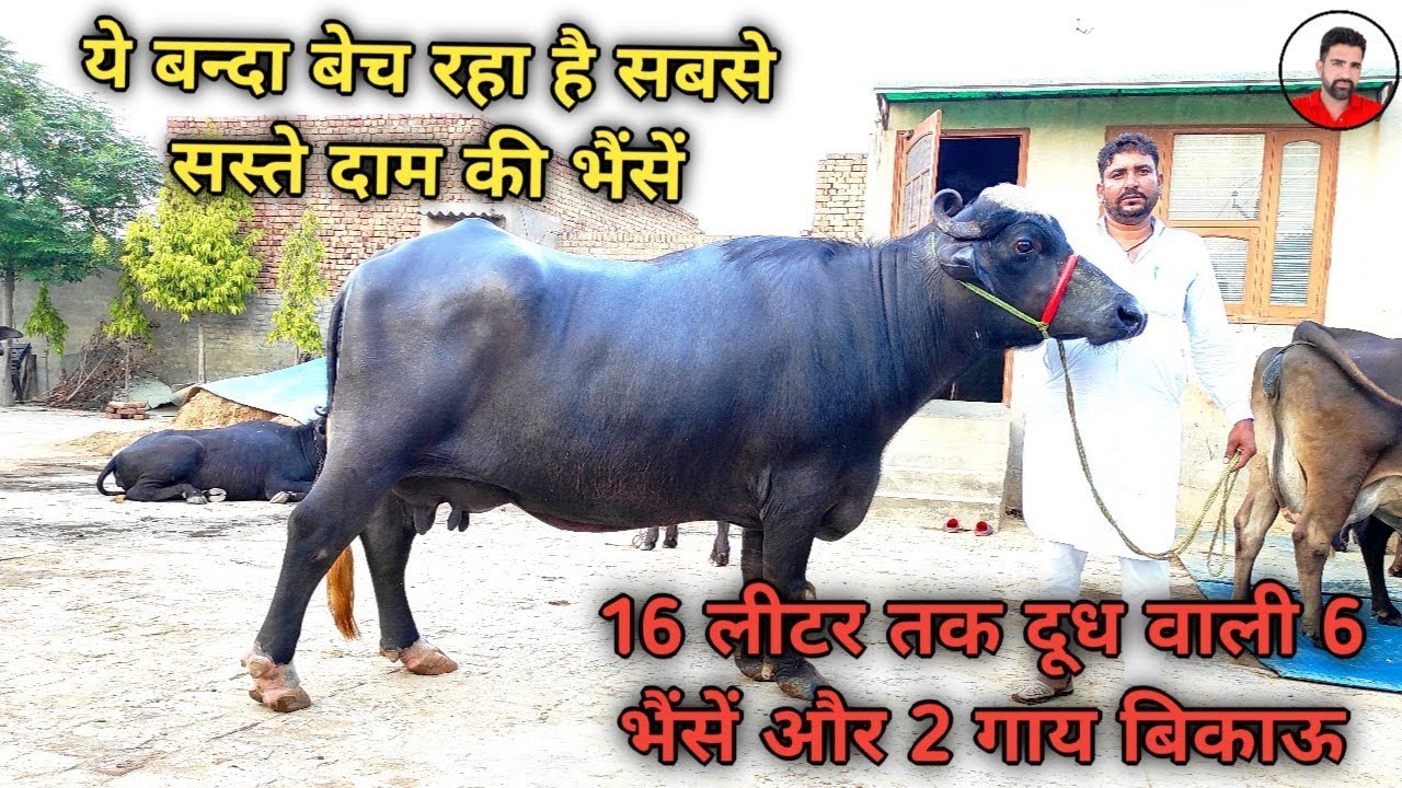 16 लीटर तक दूध वाली 6 भैंसें और 2 गाय बिकाऊ। Top class 6 Buffalos and 2 cross breed cows for sale