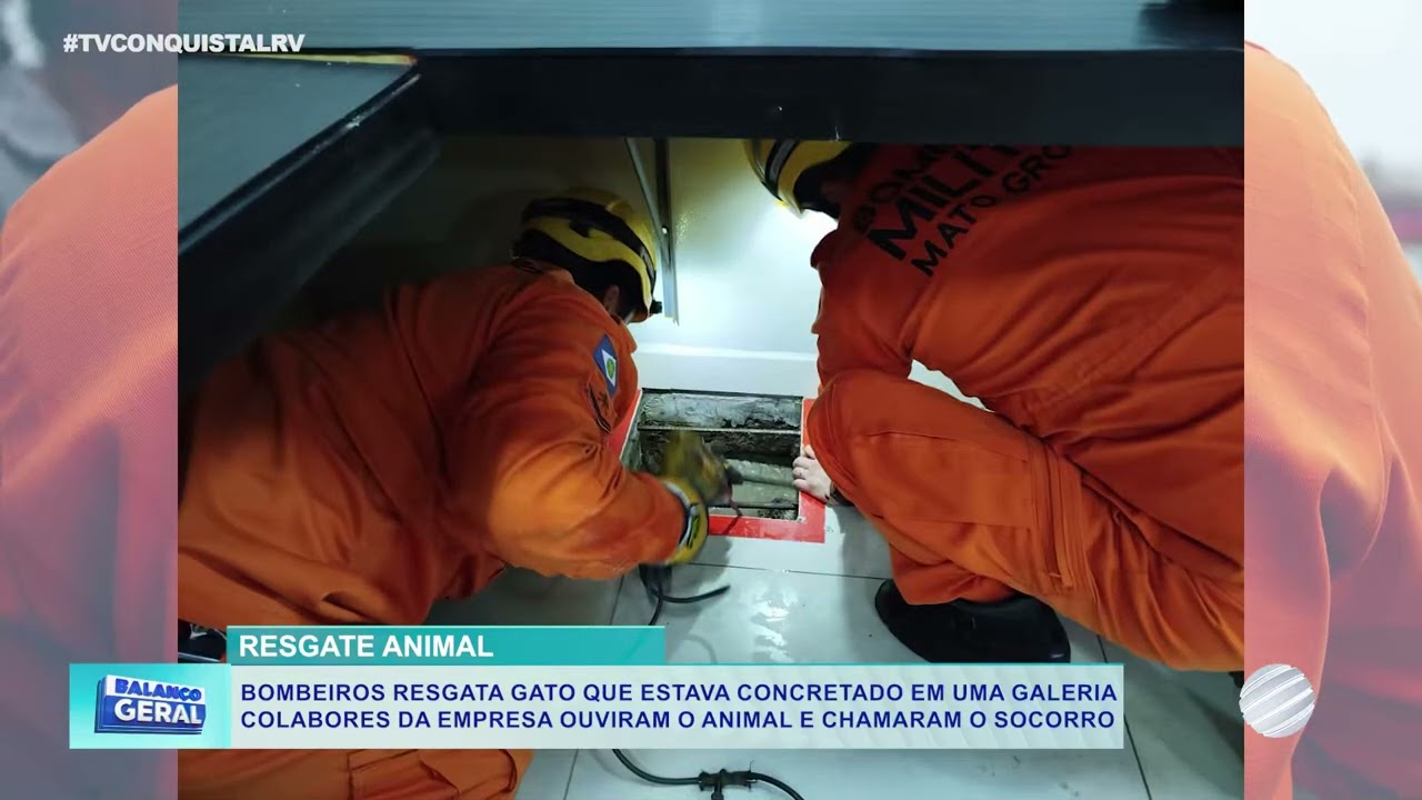 Animal é resgatado de galeria após miados em desespero mobilizarem Bombeiros