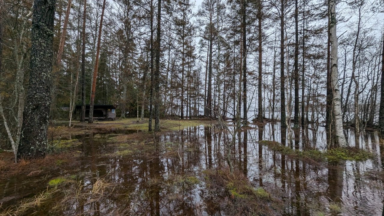 Walking in Finnish nature park Koskeljärvi