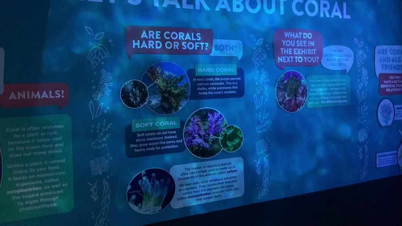 My Trip To The OdySea Aquarium, Scottsdale, AZ, USA, Dec 27, 2025 Pt 11: Reefs Of The World Pt 2