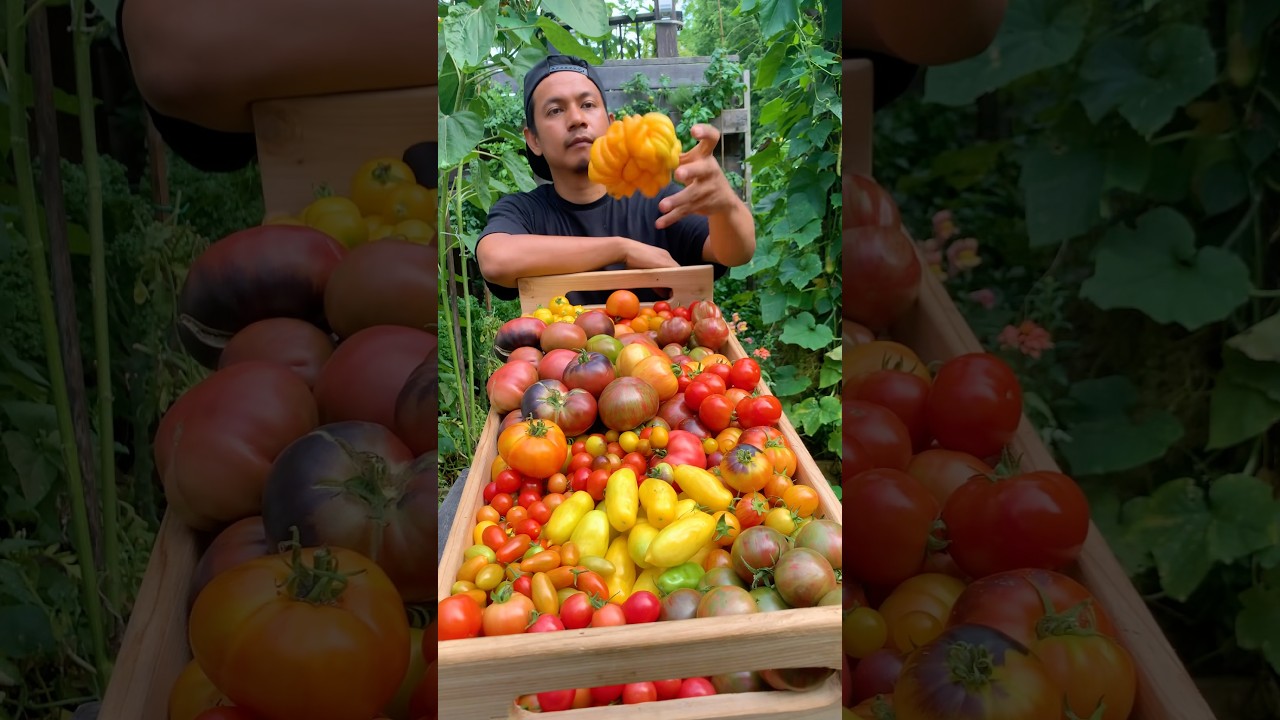 Nie wszystkie pomidory rosną w ten sam spos&oacute;b. 🍅