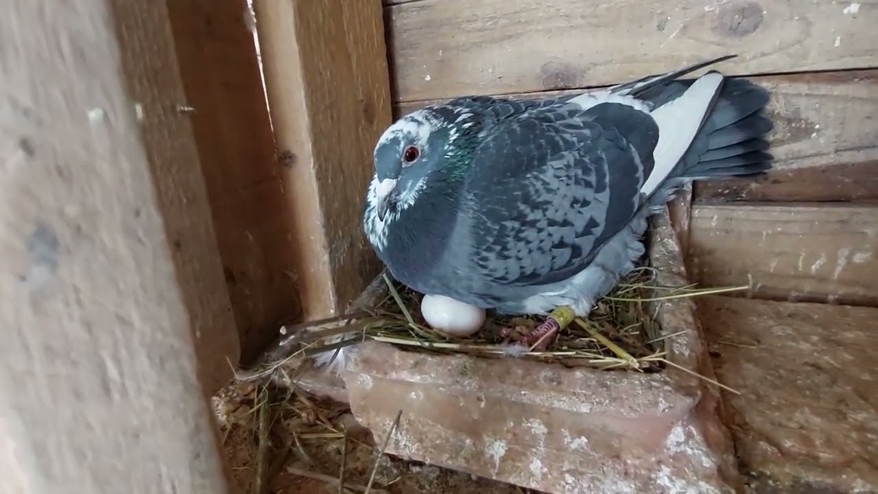 Noutăți la porumbei