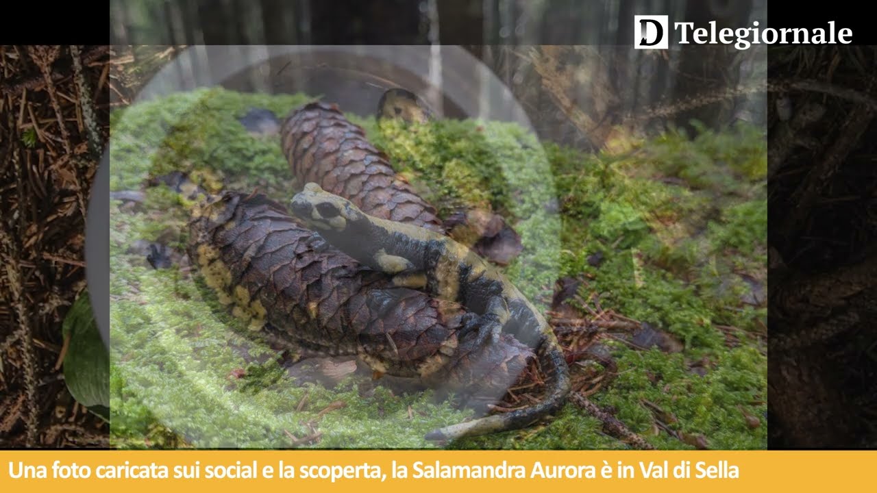 Tg de Il Dolomiti | 13.03.2026