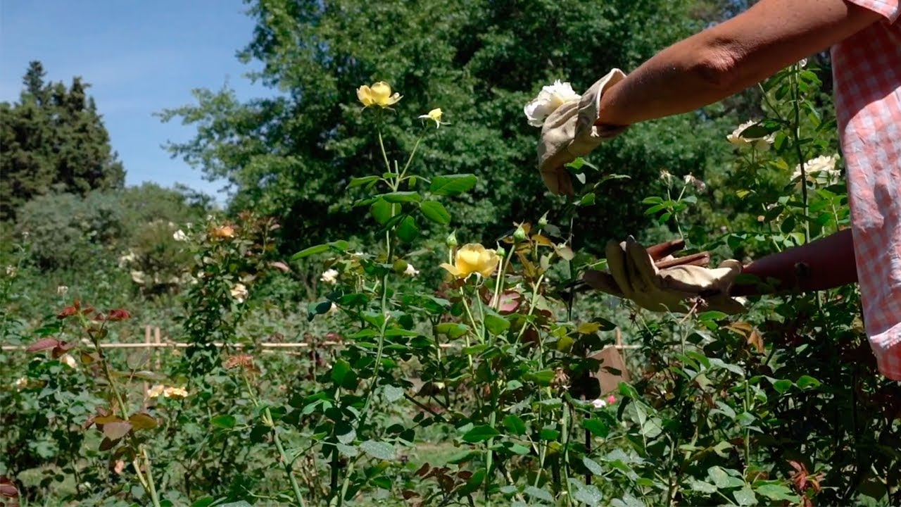 Taller de Rosas [2/5] - Plantar y podar Rosas