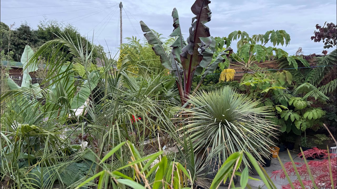 Tropical Exotic Garden Tour July 🌴 Everythings Moving!