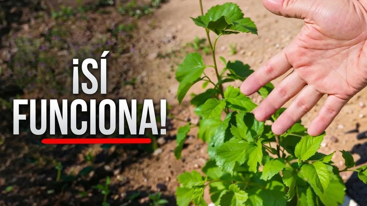 Probé una tecnología para árboles en el desierto