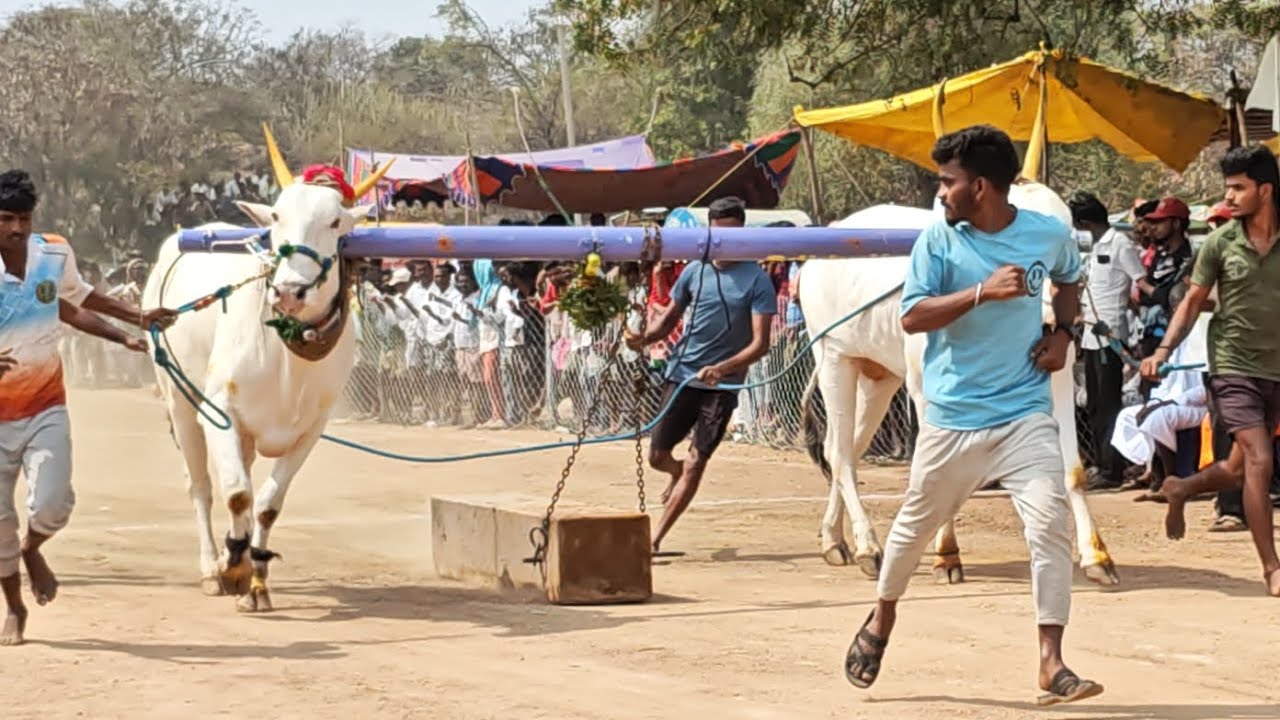 2026-కదిరప్పకొండ దేశపు ఎద్దుల NRI BULLS గొవిందవాడ నరసింహులు గారు