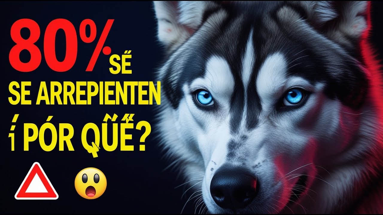 HUSKY SIBERIANO: El Houdini de 4 Patas 🐺 | Por Qué NO Puedes Contenerlo