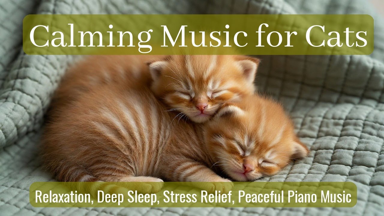 LIVE 🐱 Sleepy Cat Drifting to Sleep with Slow Piano Lullabies for Deep Sleep 🐾 | Season 67