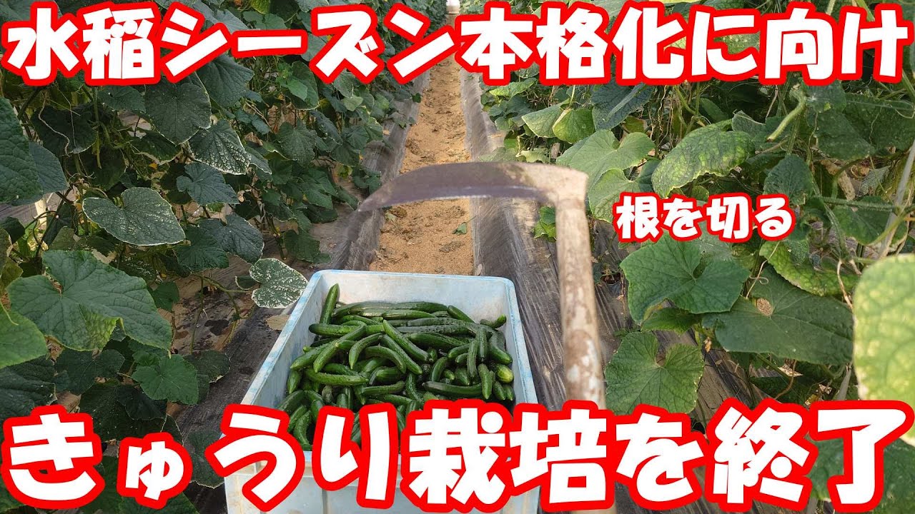 寂しくも嬉しいサヨナラきゅうり。