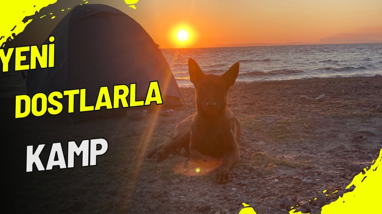 KURTLARLA 2 GECE KAMP - Belçika Kurdu Dostlarımla İlk Kamp Deneyimim