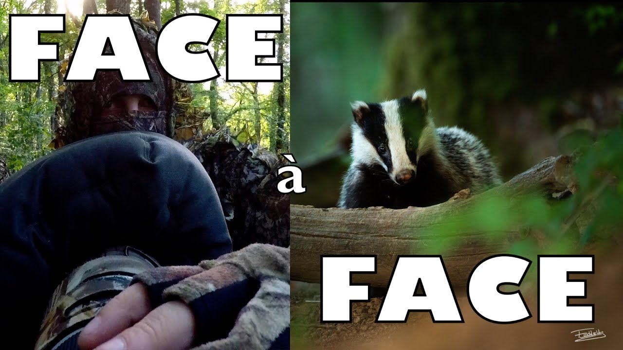 FACE A FACE AVEC LE BLAIREAU! ( Photo animalière)