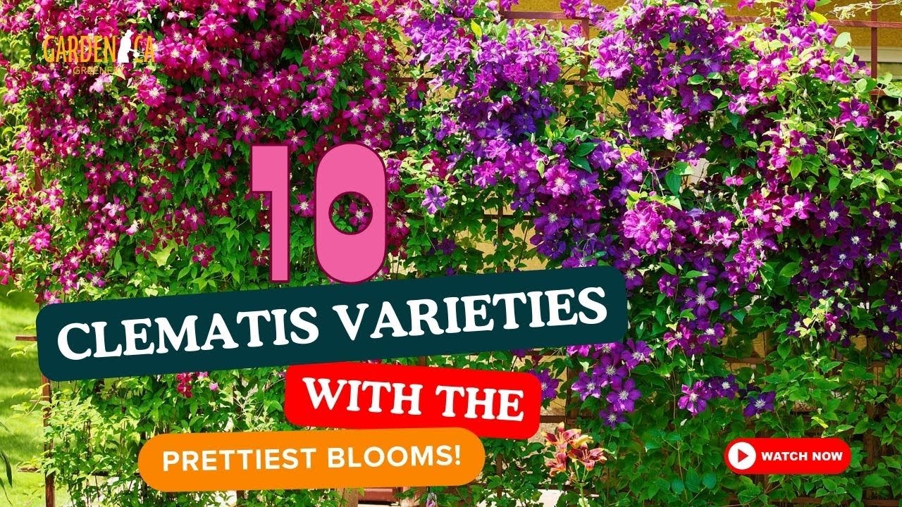 ТОП-10 СОРТОВ КЛЕМАТИСОВ С САМЫМИ КРАСИВЫМИ ЦВЕТЕНИЯМИ! 🌸🌿🌺 Garden Answer
