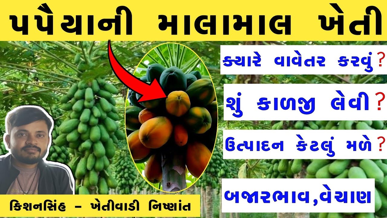 પપૈયાની ખેતી માં વધુ ઉત્પાદન લેવા માટેના સચોટ ઉપાયો #kheti