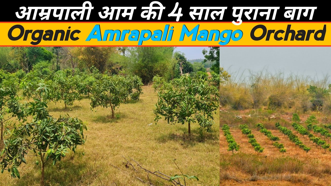 Amrapali Mango 1 acre Orchard 10x10m in 4th Year | Amrapali Mango Farm | आम्रपल्ली आम की जैविक खेती