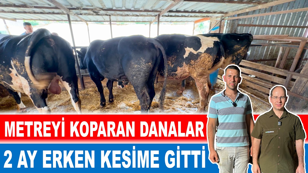 Metreyi Koparan Danalar 2 Ay Erken Kesime Gitti