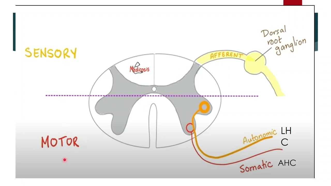 Physiology Foundation module | Autonomic nervous system Part 1.