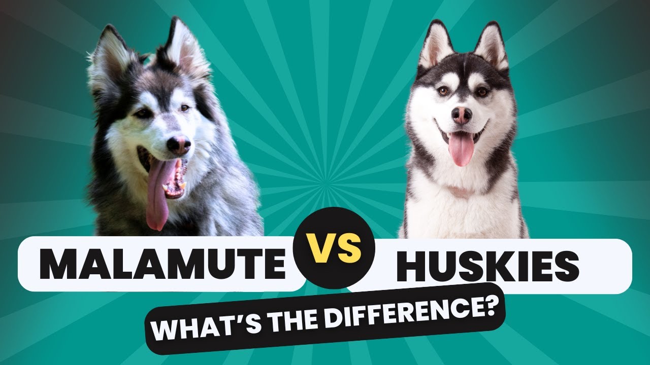 Malamute vs Husky: What's The Difference?