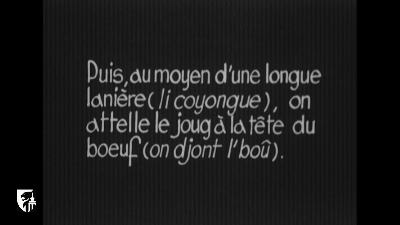 L'attelage du bœuf au joug simple à Jalhay (1947) - Enquête du Musée de la Vie wallonne