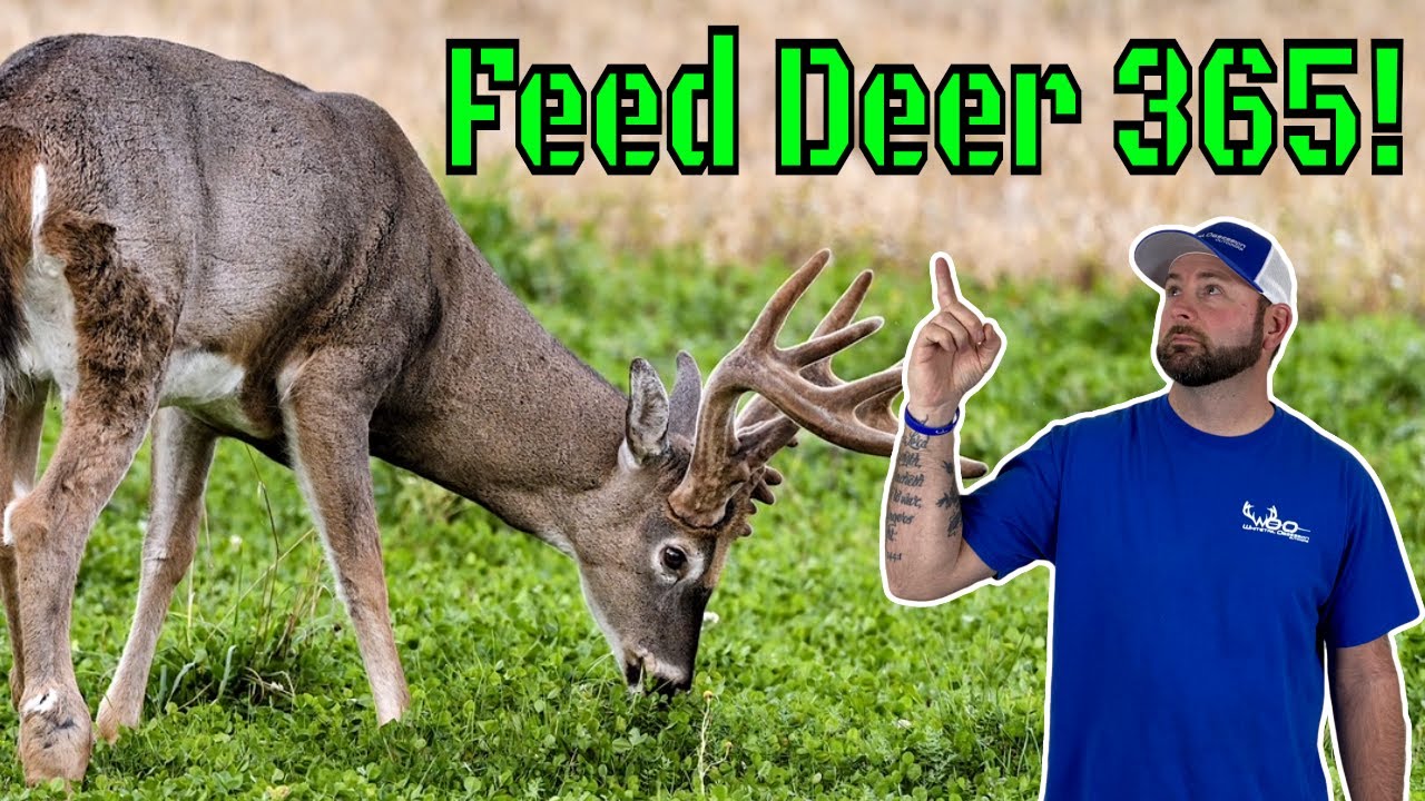 How To Feed Deer In The WINTER! The Proper Way...