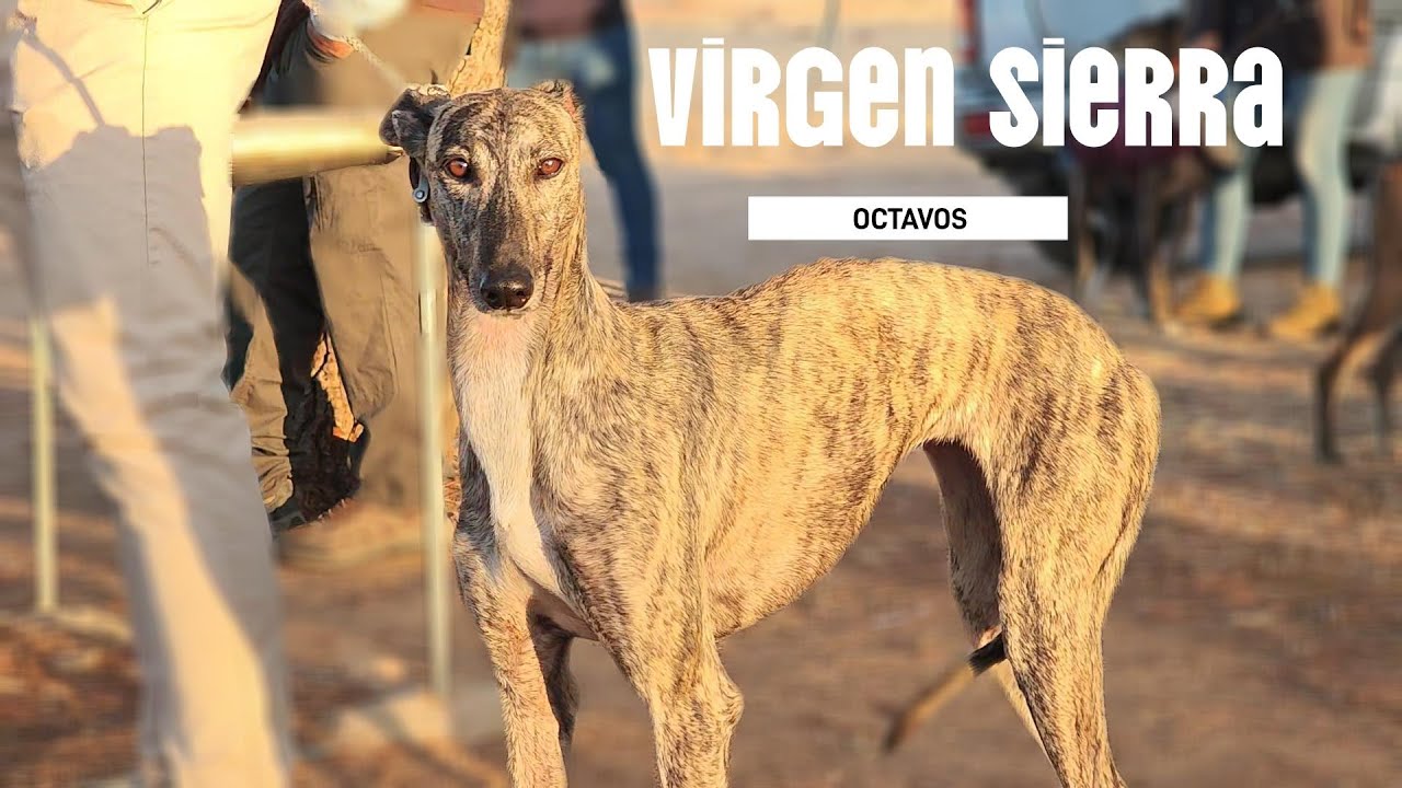 Fase de octavos Club Virgen de la Sierra, Octubre 2025 en las Tramadas