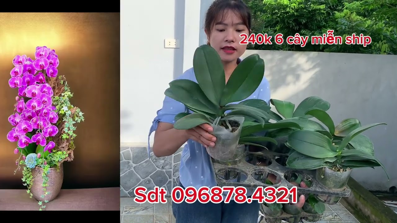 Hồ điệp giống c&acirc;y to đẹp sdt 0968.784.321