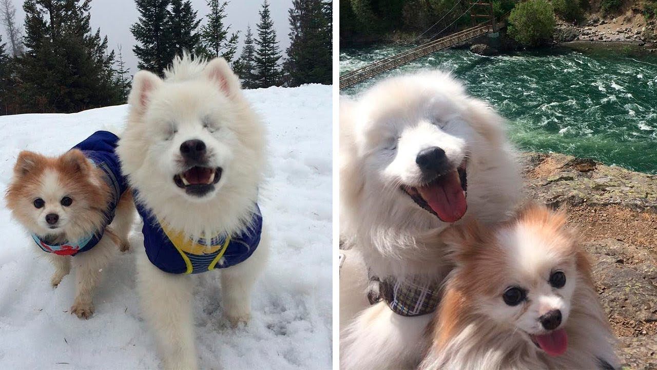 Perro ciego va a todo lados gracias a la ayuda de su hermano 💚