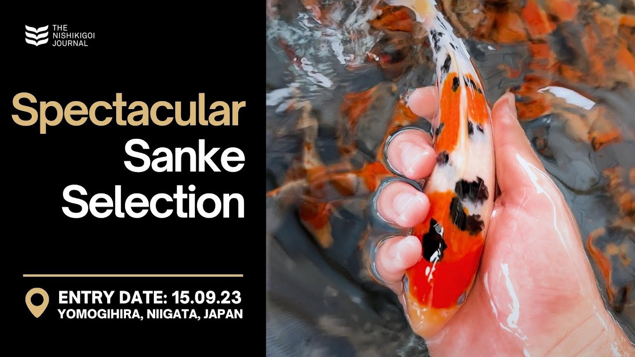 Spectacular Marusho Sanke | The Nishikigoi Journal | EP #002