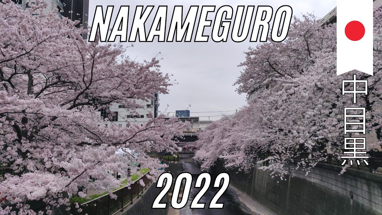 🇯🇵 Le JAPON comme si vous y étiez  ! BALADEZ-VOUS sous les CERISIERS EN FLEURS à NAKAMEGURO - 4K 🌸