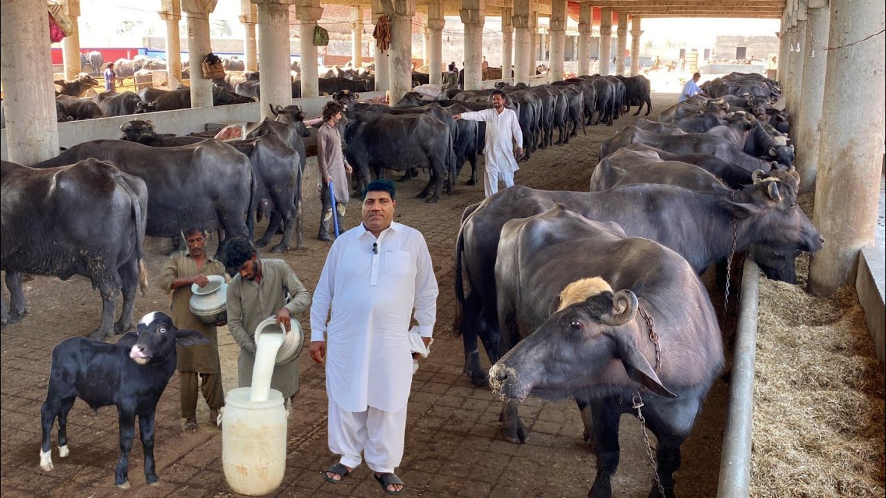 High Milking Buffalo Dairy Farm of Ch Liaqat Jutt sb, Arifwala #буйвол #фермерство #корова #бизнес