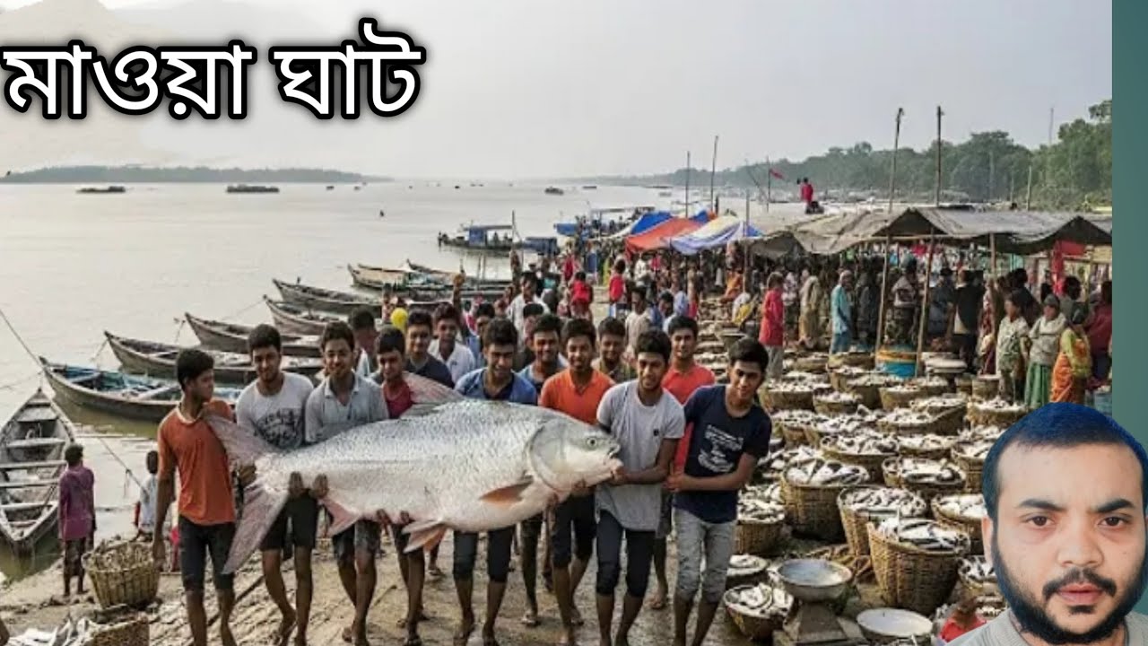পদ্মার মাছের সিজন চলছে প্রচুর পরিমান মাছ পাওয়া যাচ্ছে মাওয়া আড়ৎতে#মাওয়ার_ঐতিহ্য #viral #ilishmach 