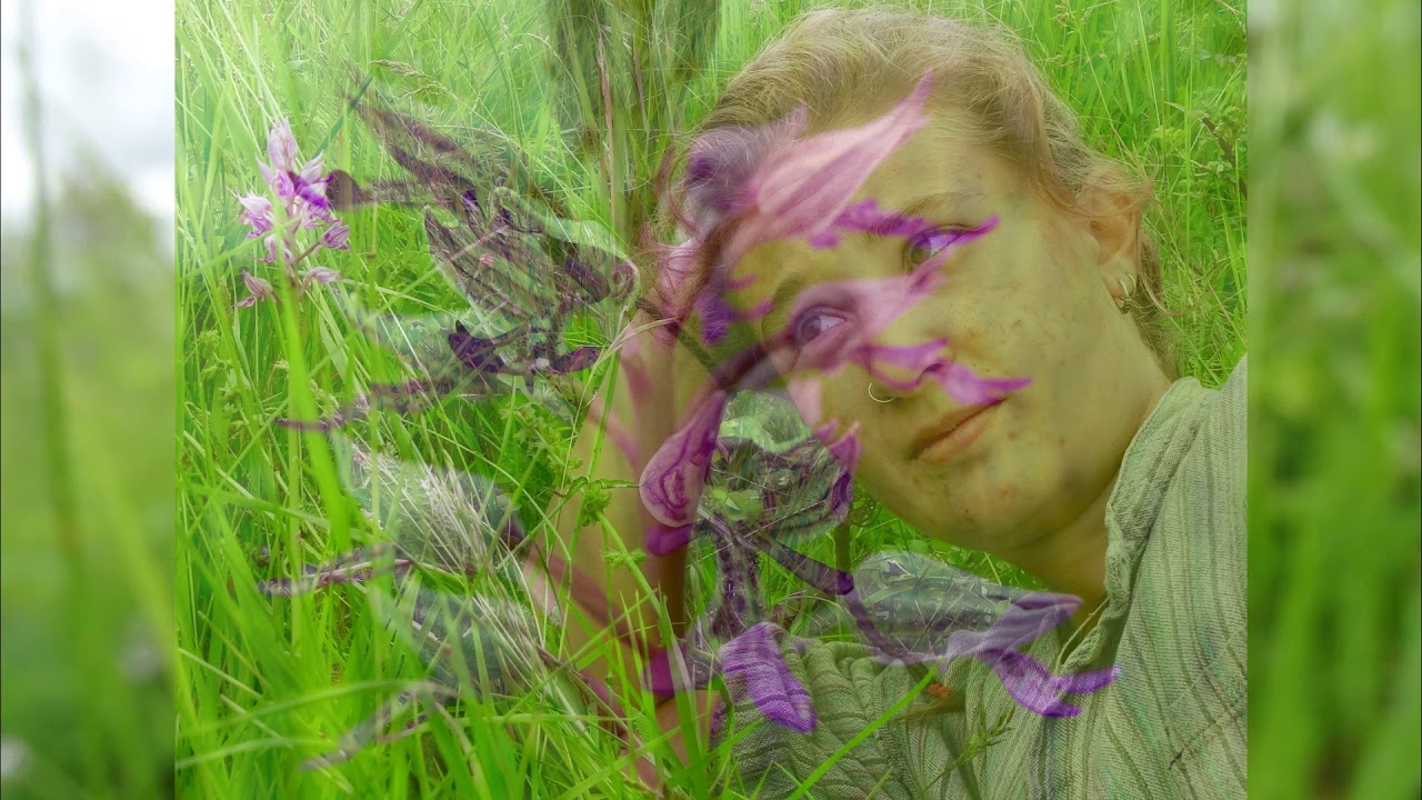 Bee Orchids and a very rare Orchid , Orchis Militaris, not seen in this area for over 200 years