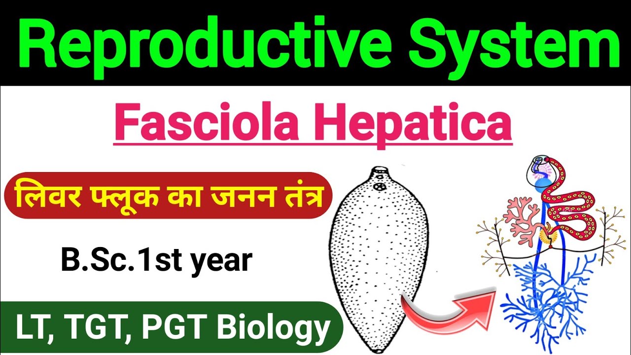 reproductive system of fasciola hepatica | male and female reproductive system of liver fluke | bio